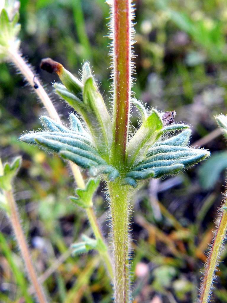 Parentucellia latifolia